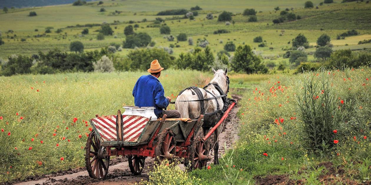 Scène de vie dans les Carpates - Transylvanie - Roumanie