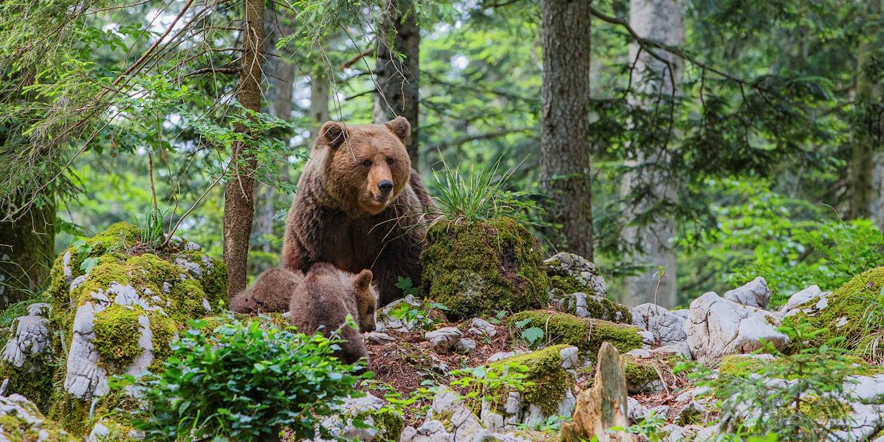 Ours brun - Slovénie