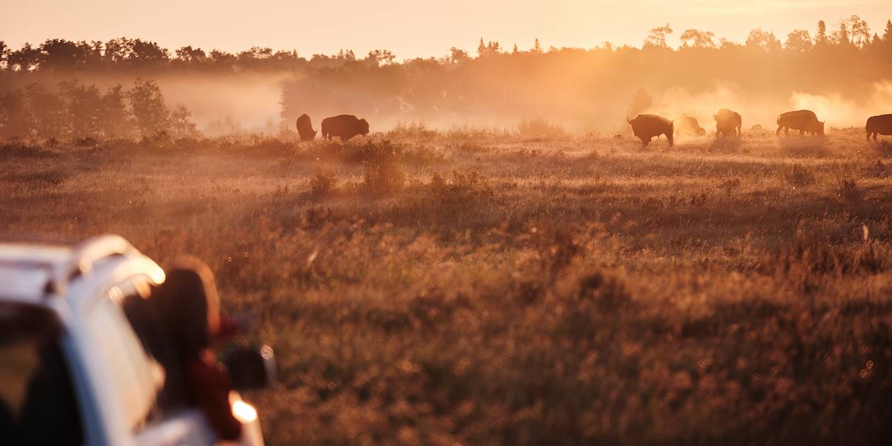 Rencontre avec les bisons au Riding Mountain National Park - Manitoba - Canada