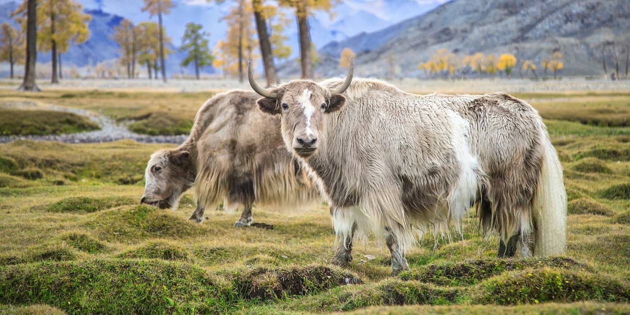Yaks en Mongolie