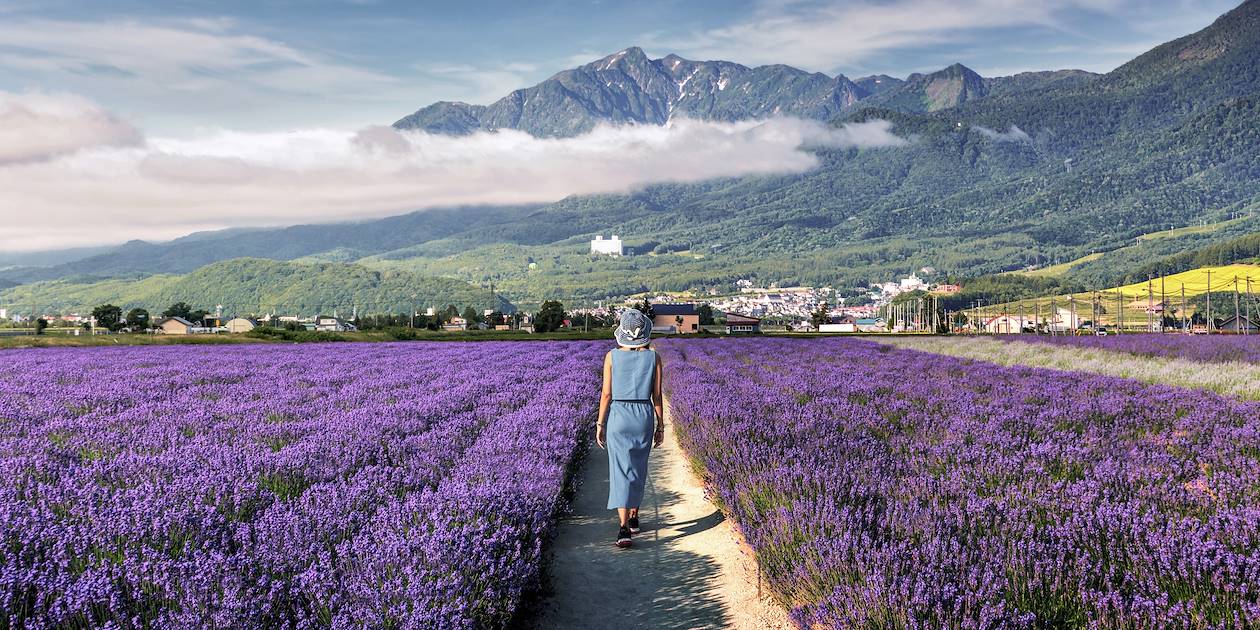 Champ de lavandes - Furano - Japon