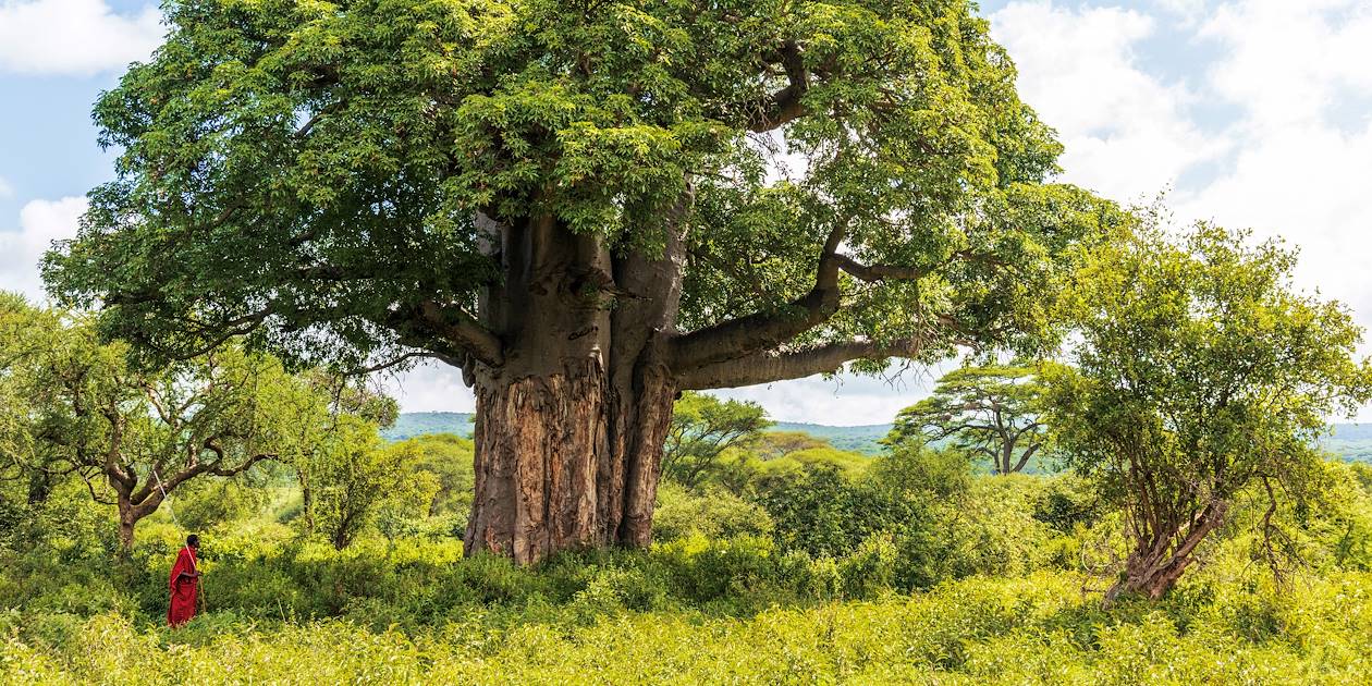 Maasaï face à un beau baobab - Tanzanie