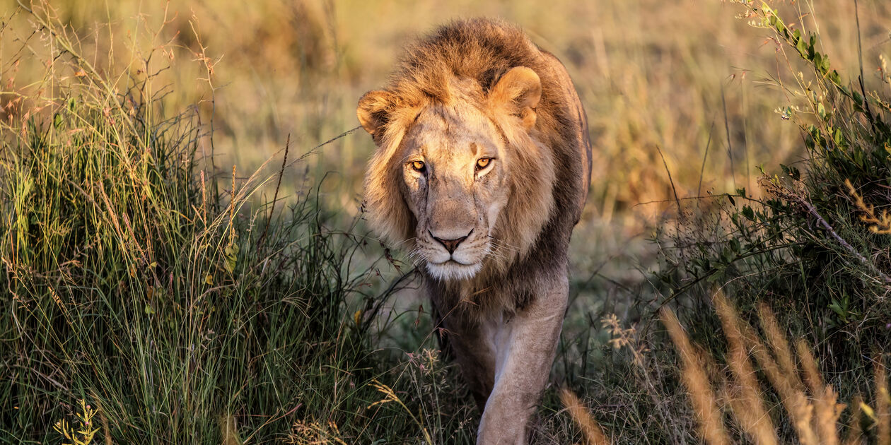Rencontre avec les lions - Afrique du Sud