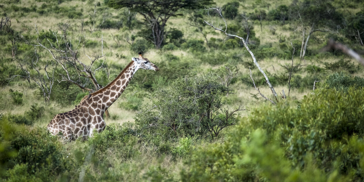 Safari en 4x4 dans la réserve de Hluhluwe-Umfolozi - Hluhluwe - KwaZulu-Natal - Afrique du Sud