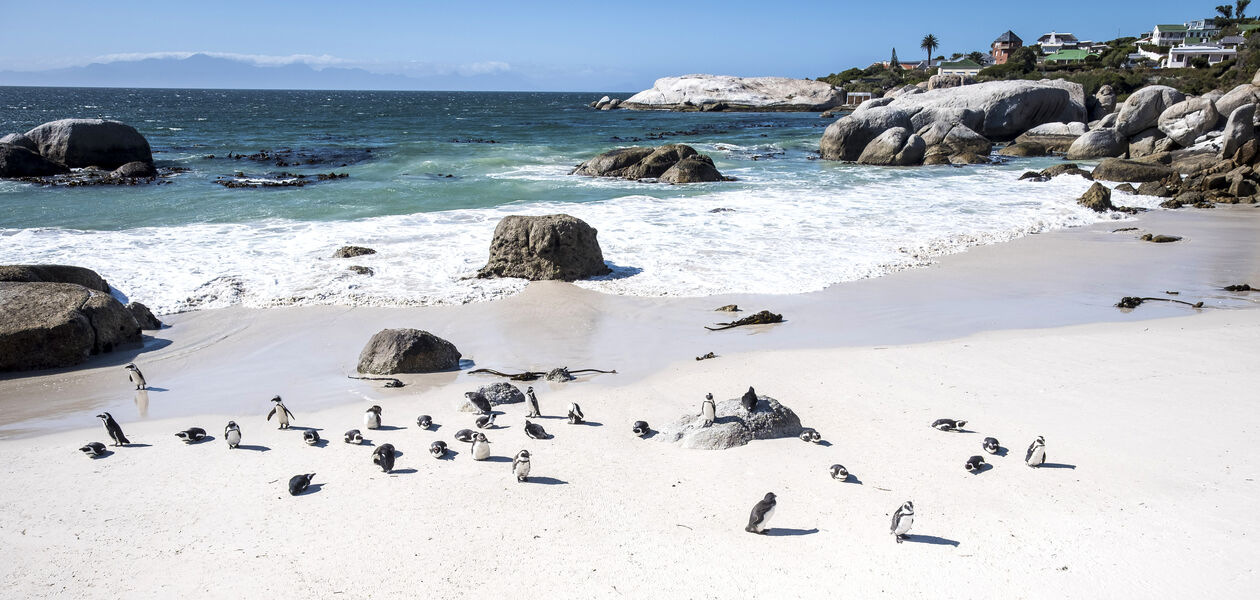 La Péninsule du Cap : colonie de manchots sur la Boulders Beach - Le Cap - Afrique du Sud