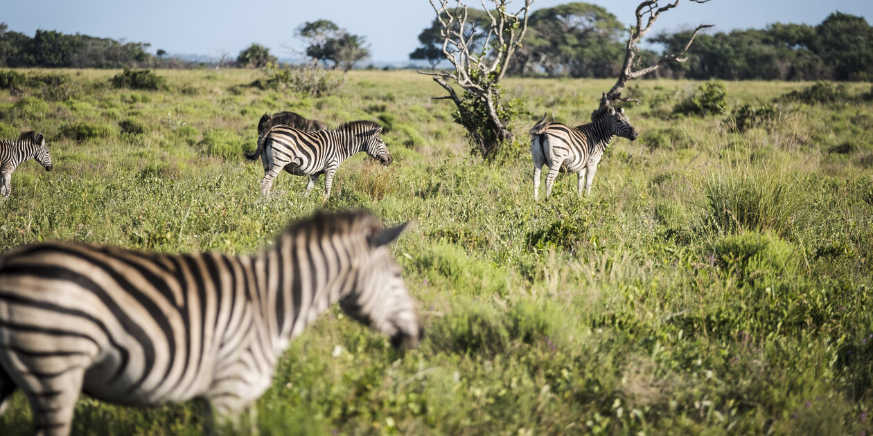 Troupeau de zèbres dans le parc Kruger - Afrique du Sud