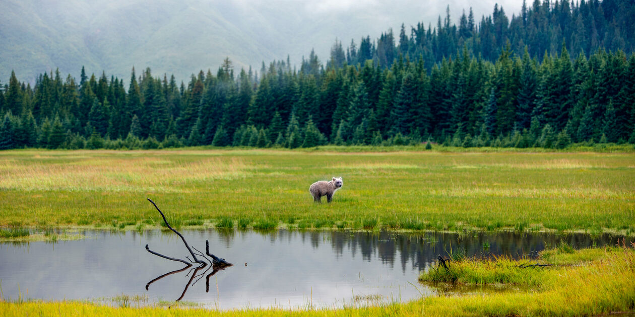 Ours brun - Alaska - Etats-Unis