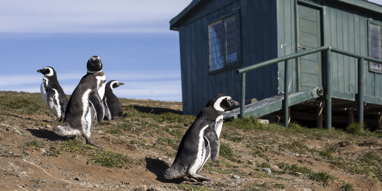 Manchots de Magellan - Argentine