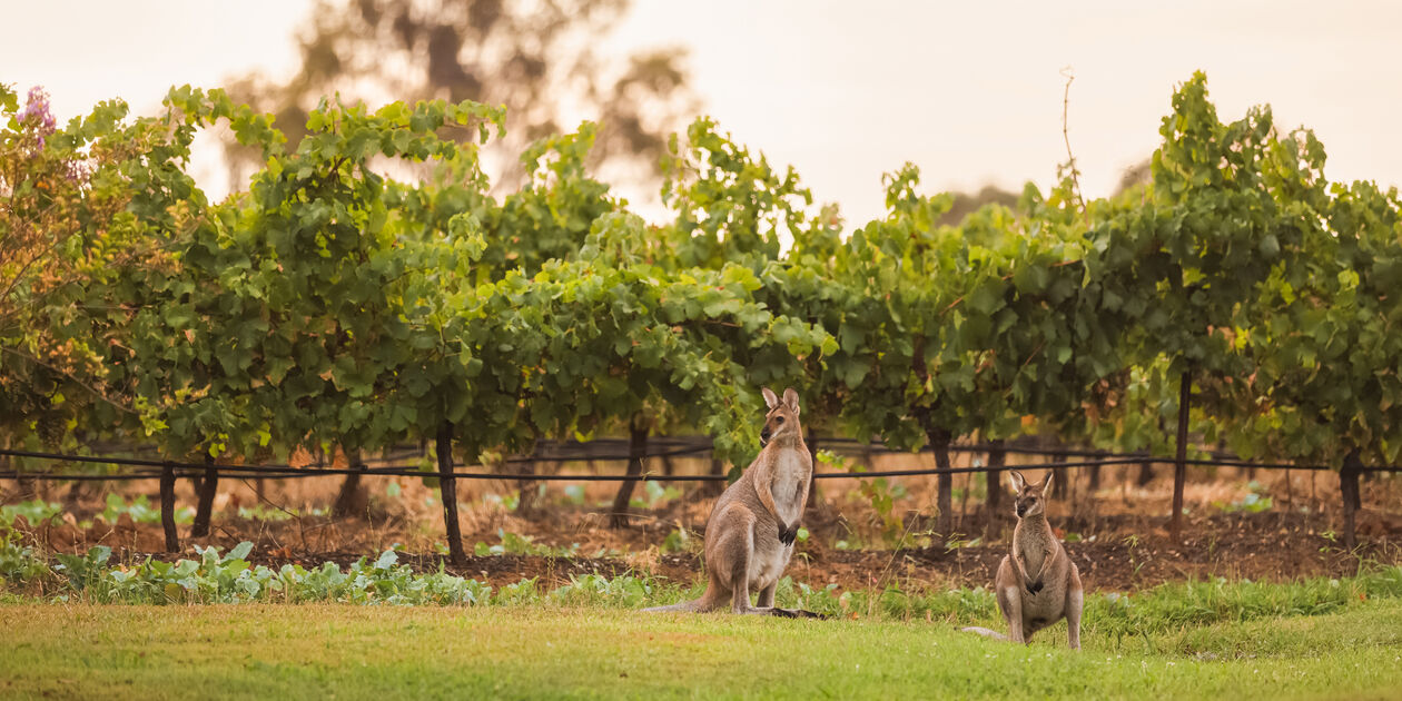 Kangourous dans les vignes de Mc Laren Vale - Australie