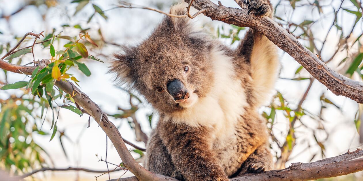 Koala - Australie