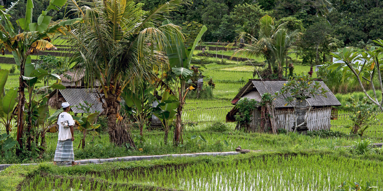 Rizières à Siedemen - Bali - Indonésie