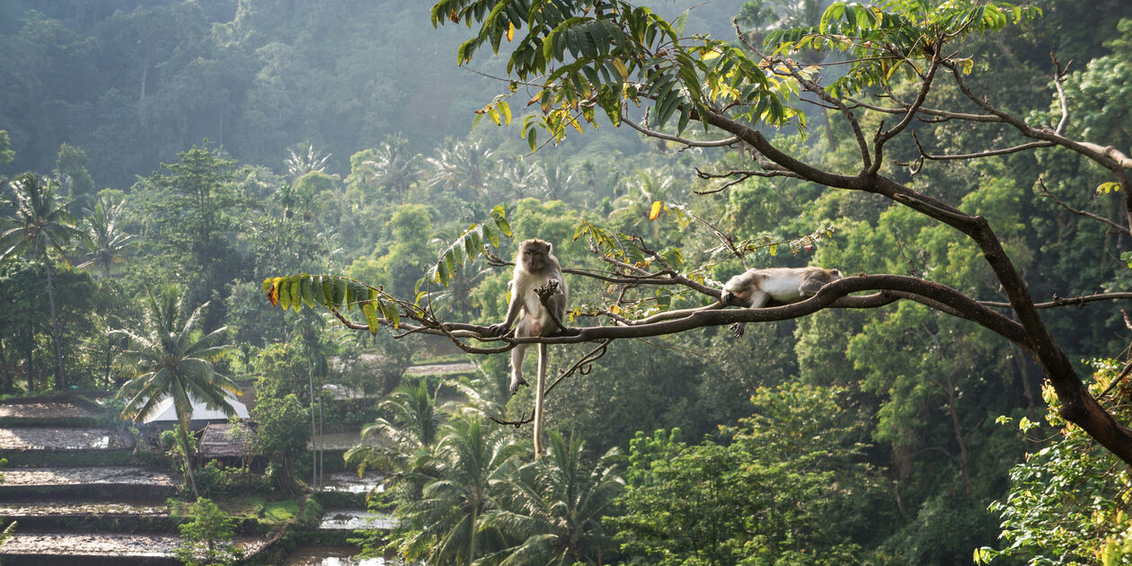 Macaques dans les rizières de Bali - Indonésie