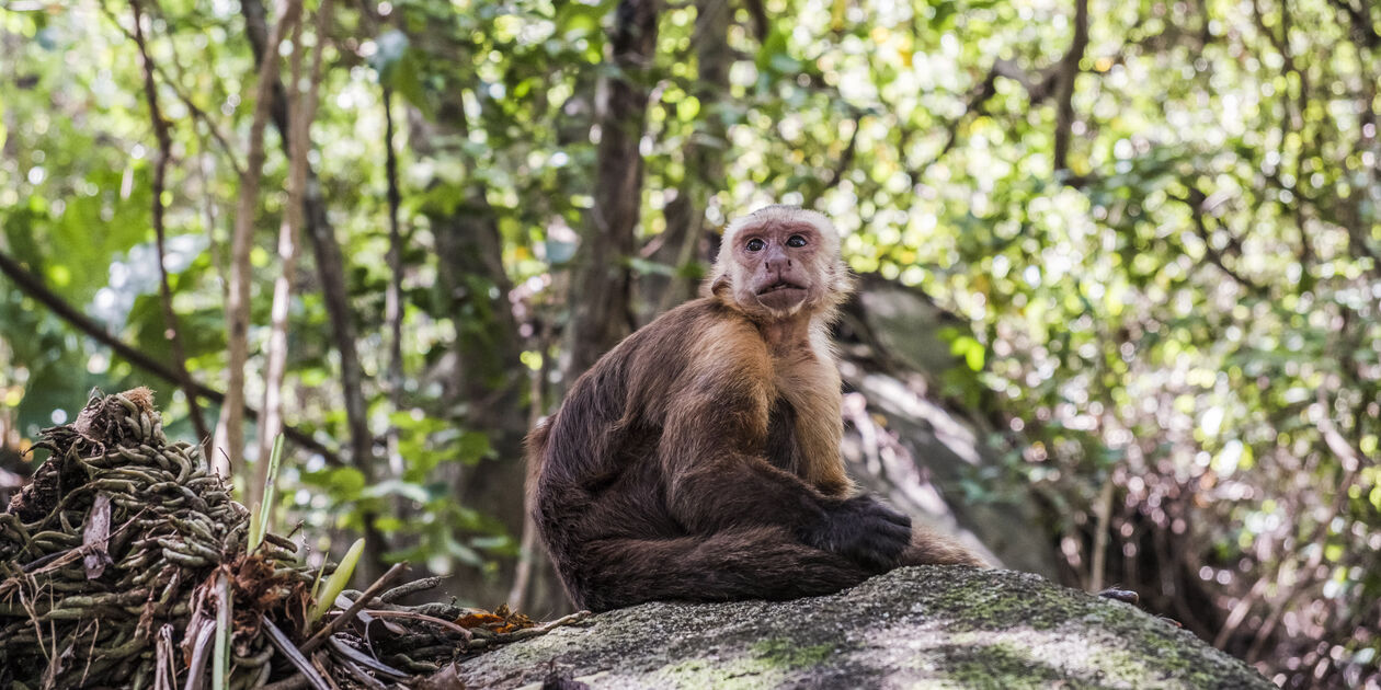 Singe dans le Parc National Tayrona - Colombie