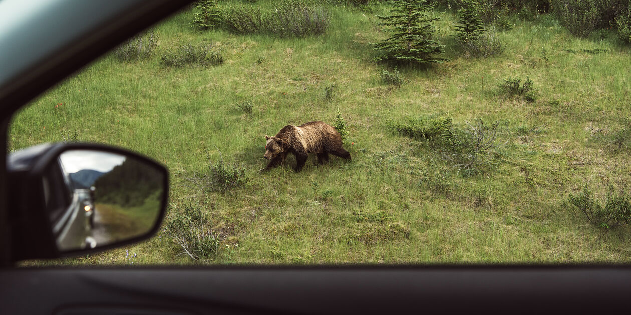 Grizzly sur le bord de la route - Parc national Banff - Alberta - Canada