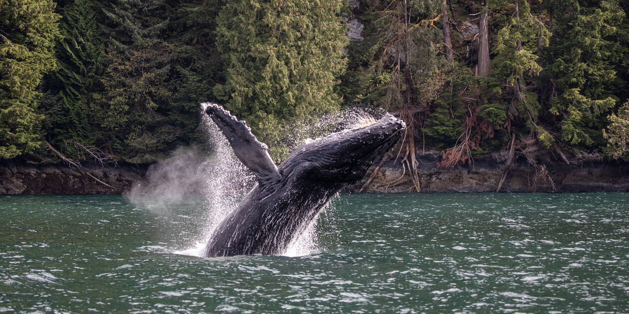 Observation des baleines  aux Escoumins - Québec - Canada