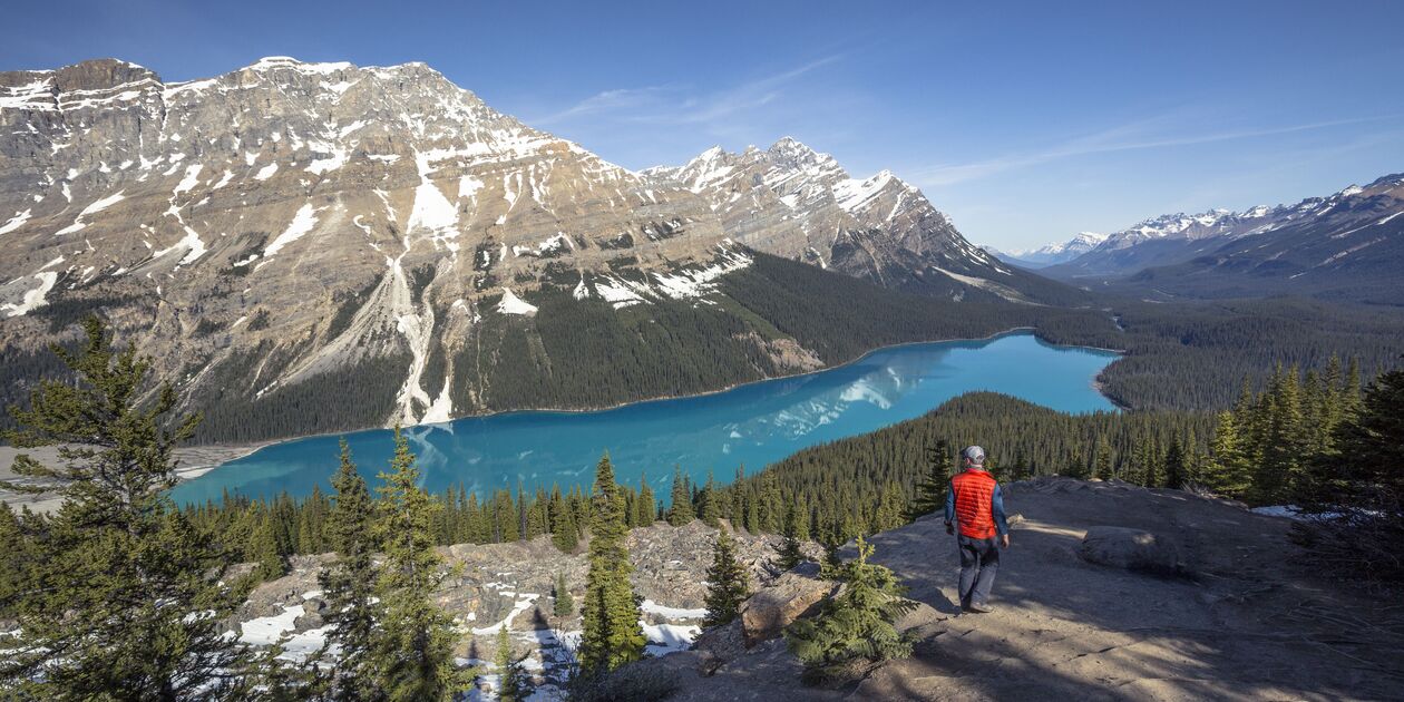 Randonneur face au lac Peyto - Parc National Banff - Alberta - Canada