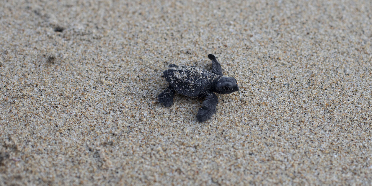 Rencontre au centre Palmarito, programme pour la conservation des tortues de mer -Puerto Escondido - Oaxaca - Mexique