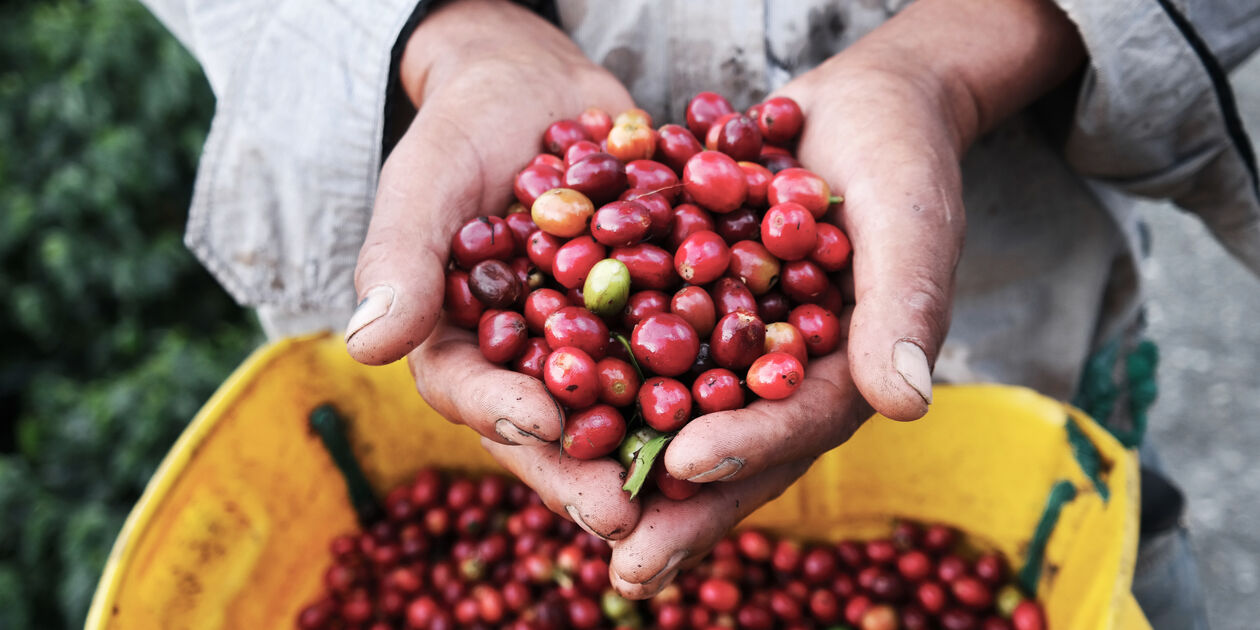 Grains de café - Colombie