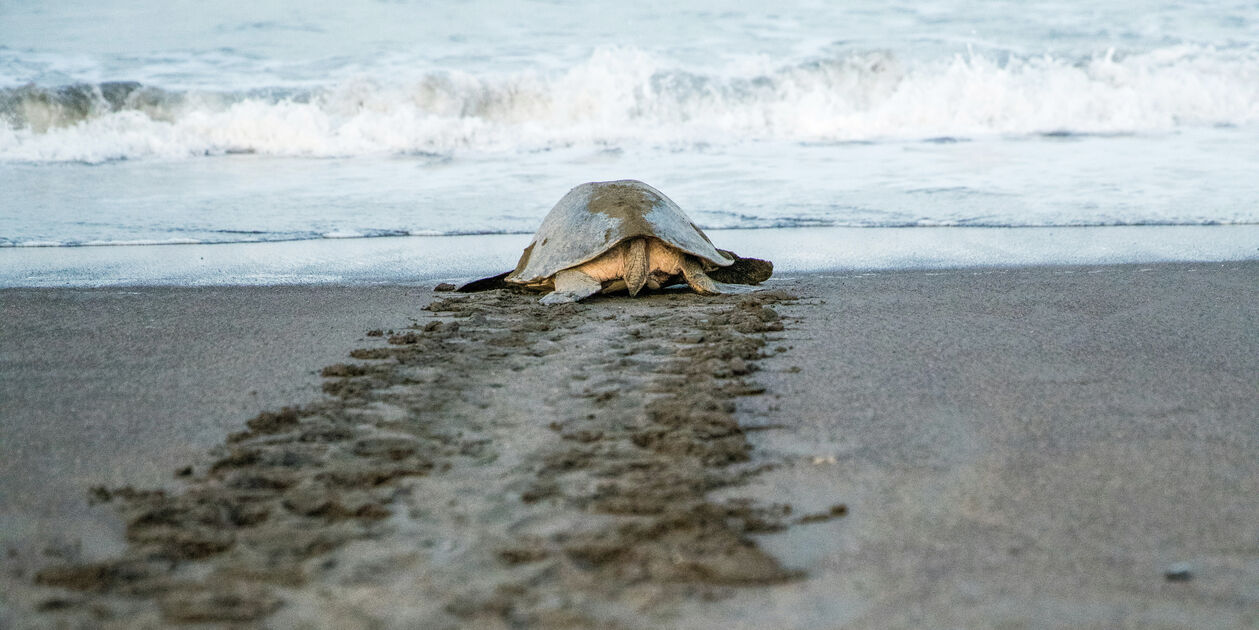Tortue de mer du Costa Rica