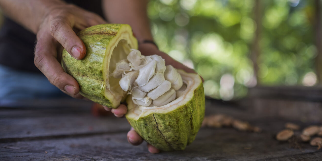 Découverte du cacao au Costa Rica
