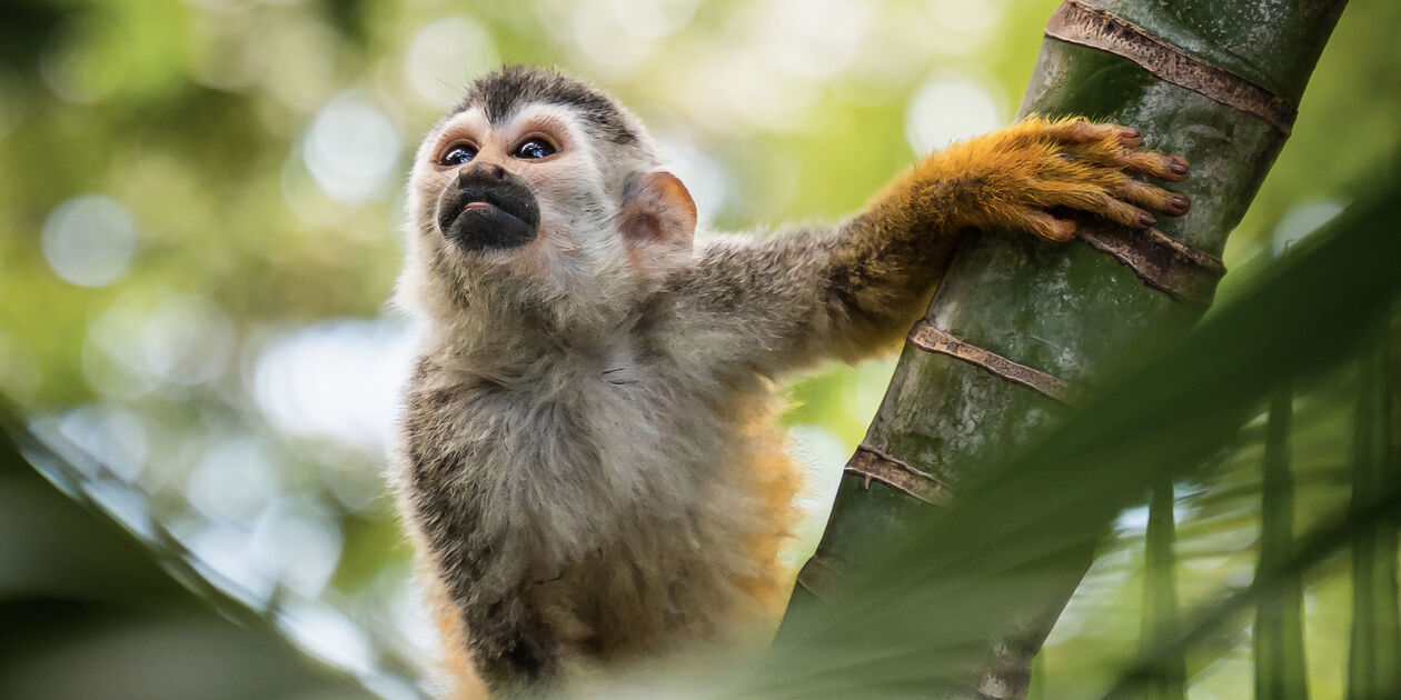 Singe écureuil - Costa Rica