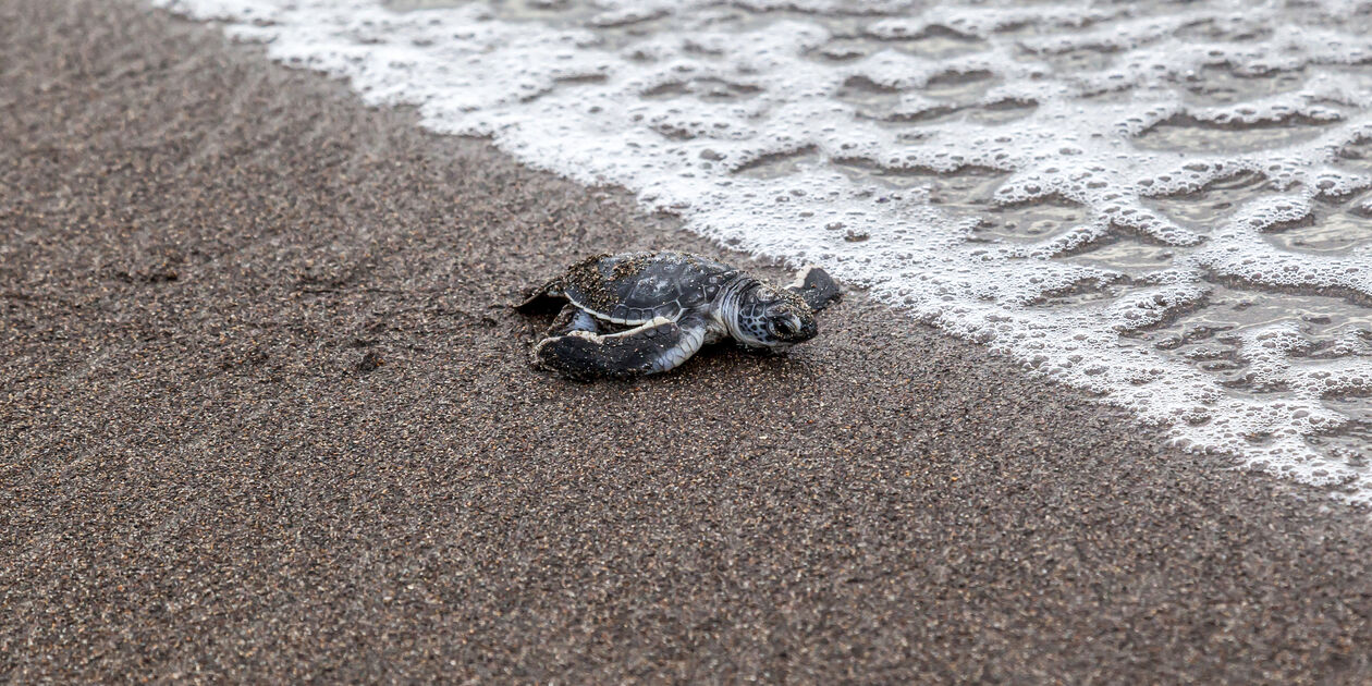 Tortue sur une plage du Parc national Tortuguero - Costa Rica