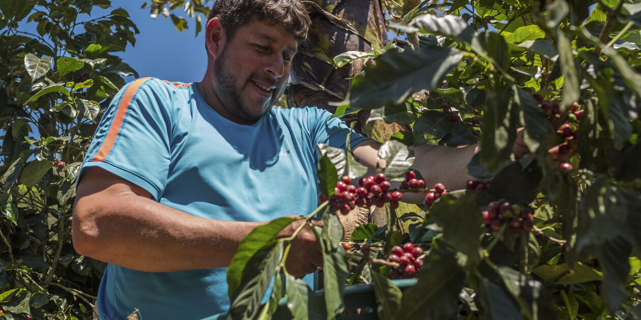 Culture de café - Providencia de Dota - Vallée Centrale - Costa Rica