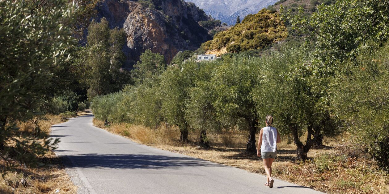 A travers les champs d'oliviers de Macheri - Crète - Grèce