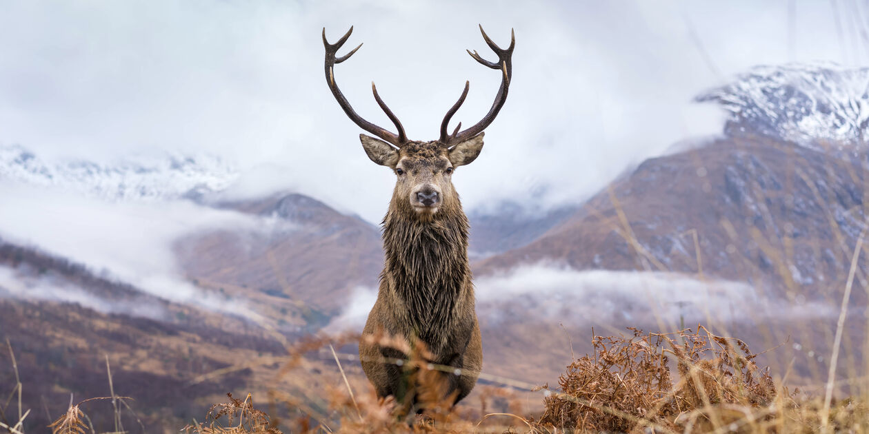 Cerf - Ecosse - Royaume-Uni
