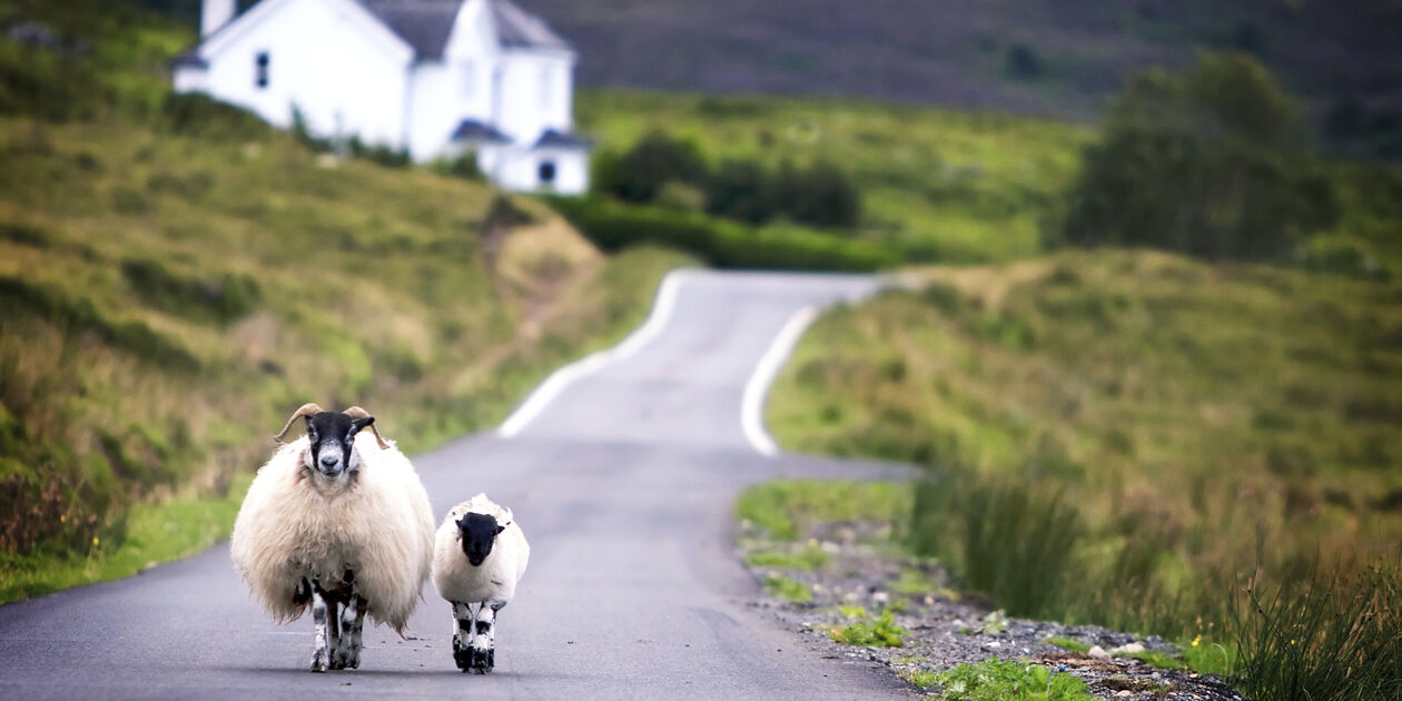 Moutons sur les routes écossaises - Royaume-Uni