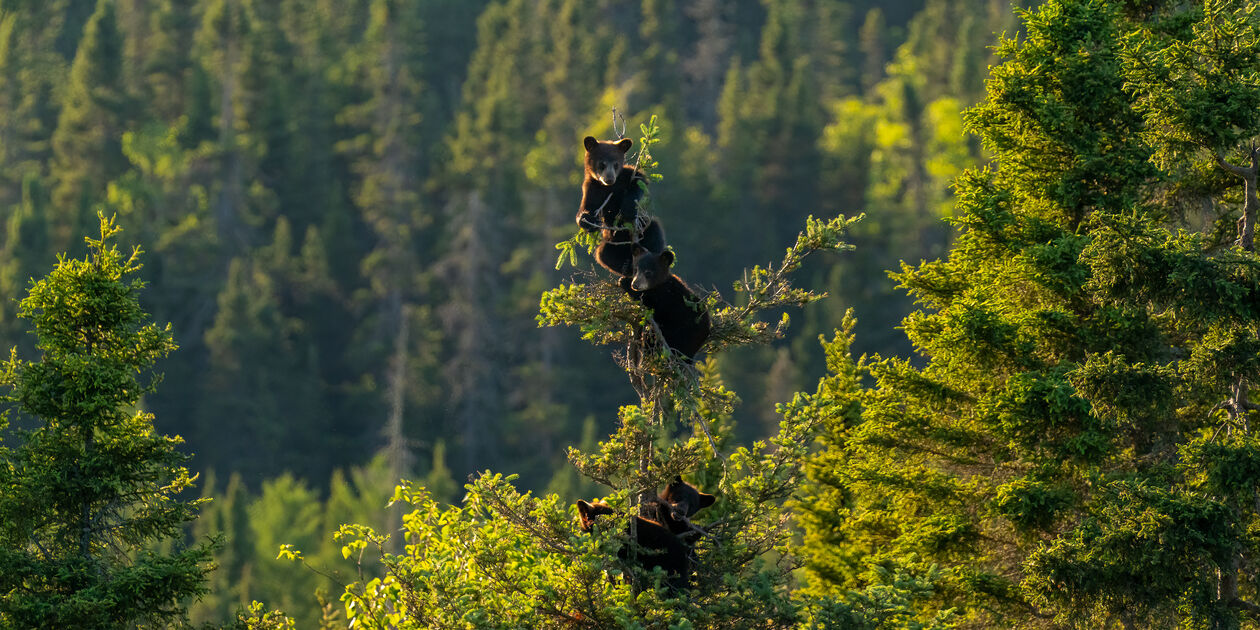 Petits oursons accrochés la cime d'un sapin - Québec - Canada