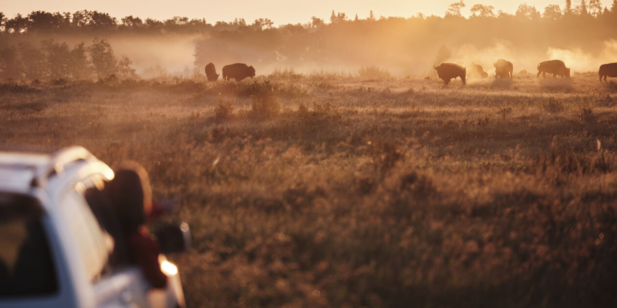 Rencontre avec les bisons au Riding Mountain National Park - Manitoba - Canada