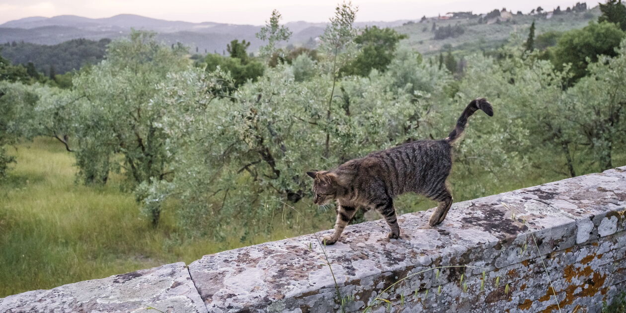 Déjeuner champêtre chez Momi & Jo - Impruneta - Toscane - Italie