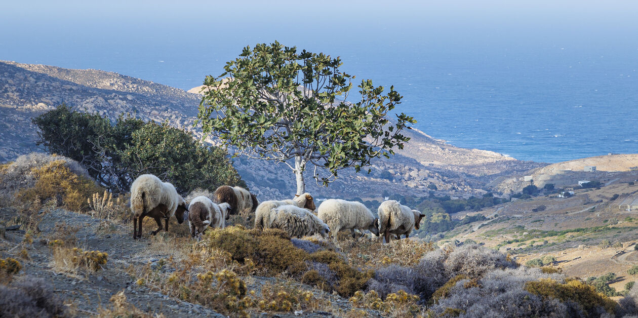 Plage de Livada - Tinos - Cylades - Grèce
