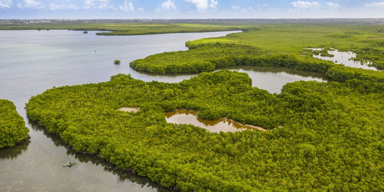 Découverte de la mangrove de Grand Cul de Sac Marin en kayak - Grande Terre - Guadeloupe