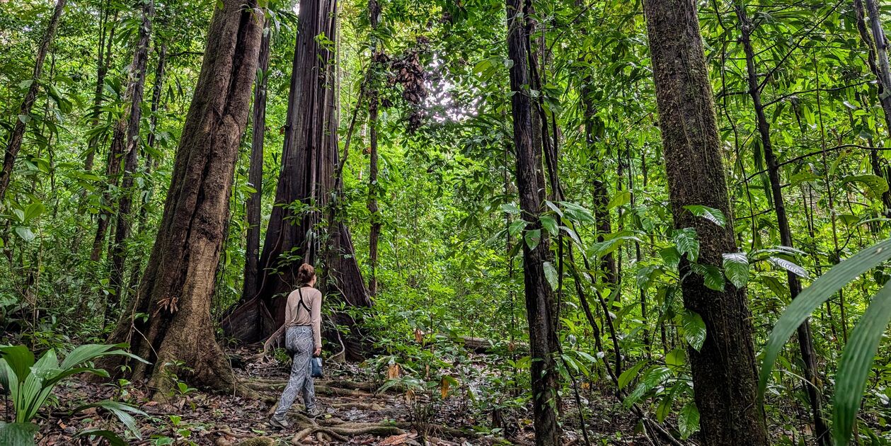 Découverte de la réserve naturelle de Trésor - Guyane