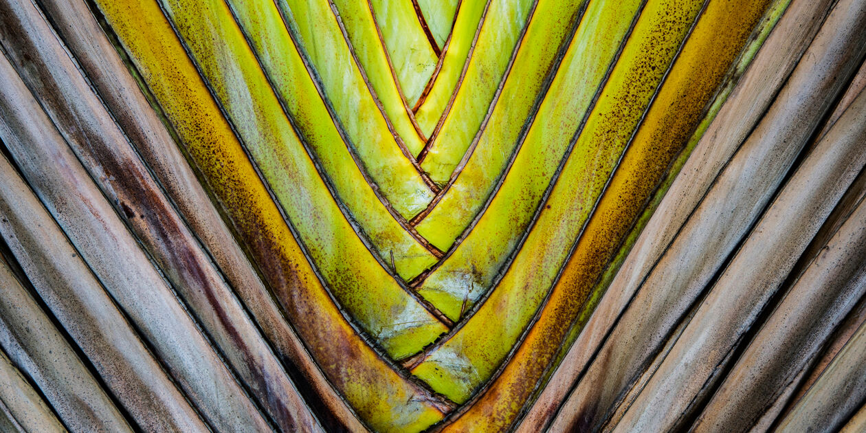 Arbre du Voyageur - Guyane