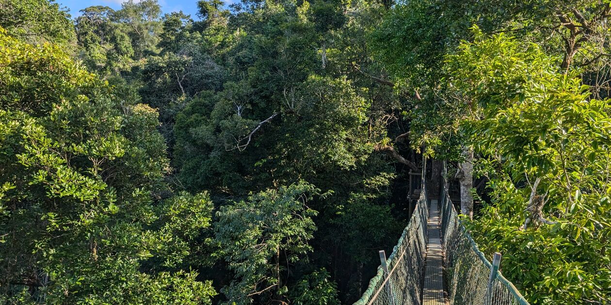 Pont suspendu dans la jungle - Camp Canopée - Kourou - Guyane