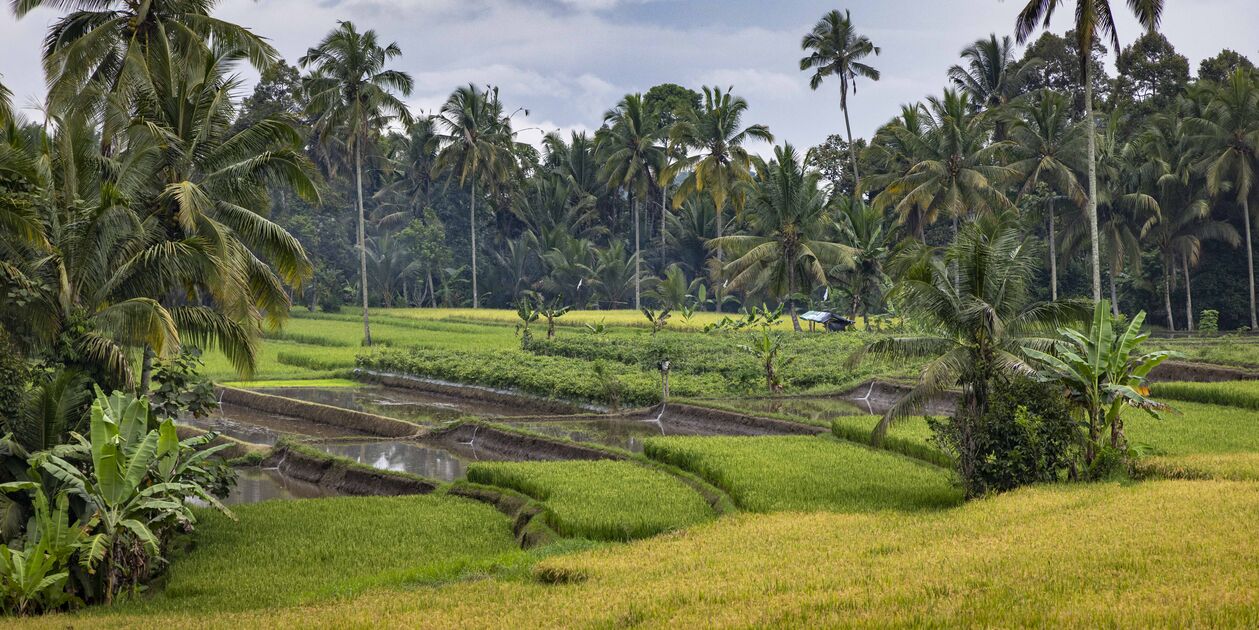 Rizières de Banyuwangi - île de Java - Indonésie