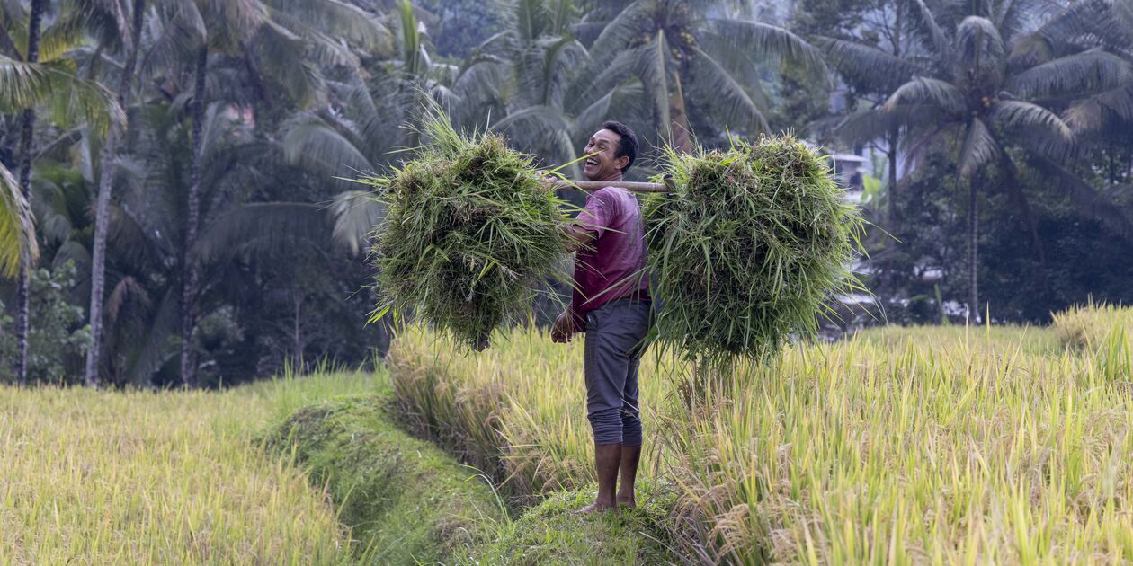 Rencontre dans les rizières de Banyuwangi - île de Java - Indonésie