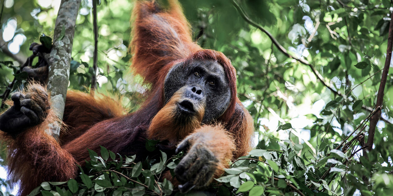 Orang- outan dan le parc national Gunung Leuser - Sumatra - Indonésie