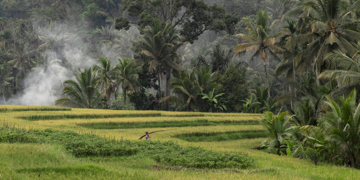 Rizières de Banyuwangi - île de Java - Indonésie