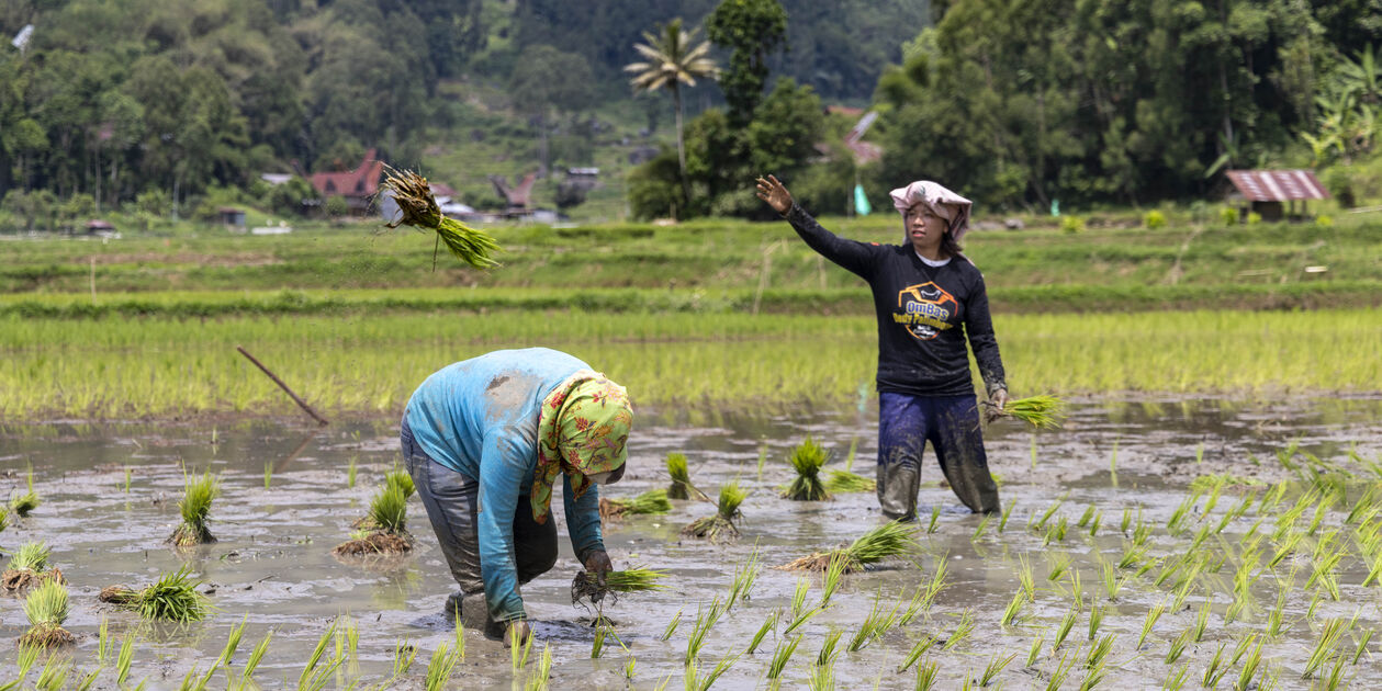 Pays des Toraja : scène de vie dans une rizière - Région de Rantepao - Célèbes - Indonésie