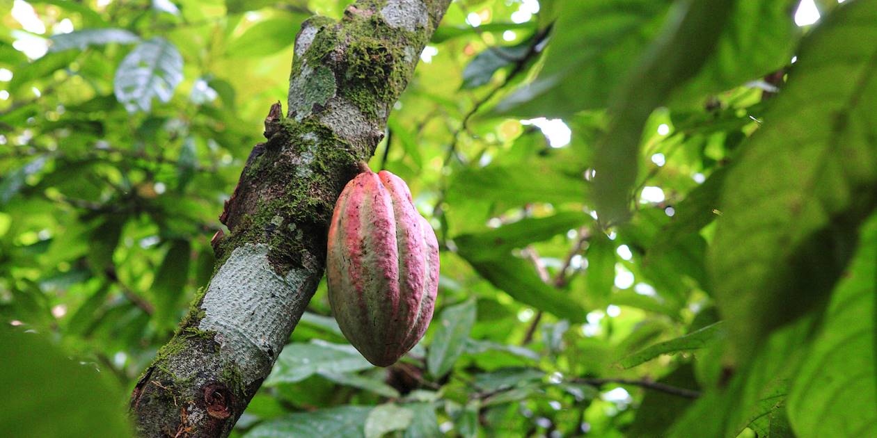 Fève de cacao - Belize