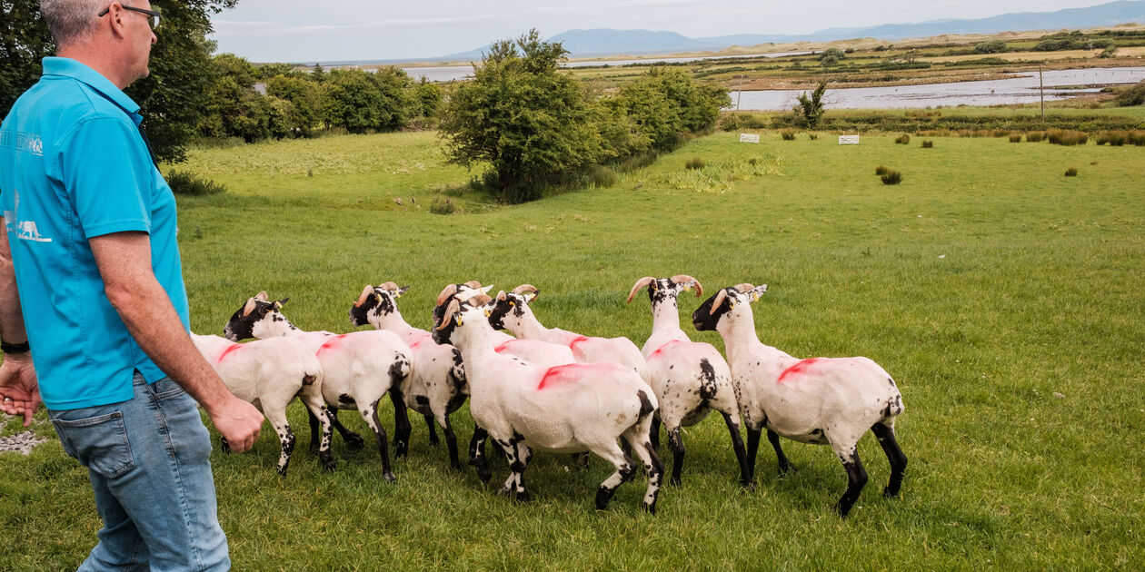 Le travail des chiens de berger à la ferme : rencontre avec l'éleveur et maitre-chien Martin Feeney - Sligo - Irlande