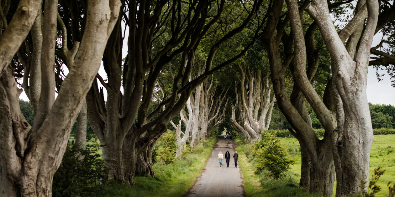 The Dark Hedges - Antrim - Irlande du Nord - Royaume Uni