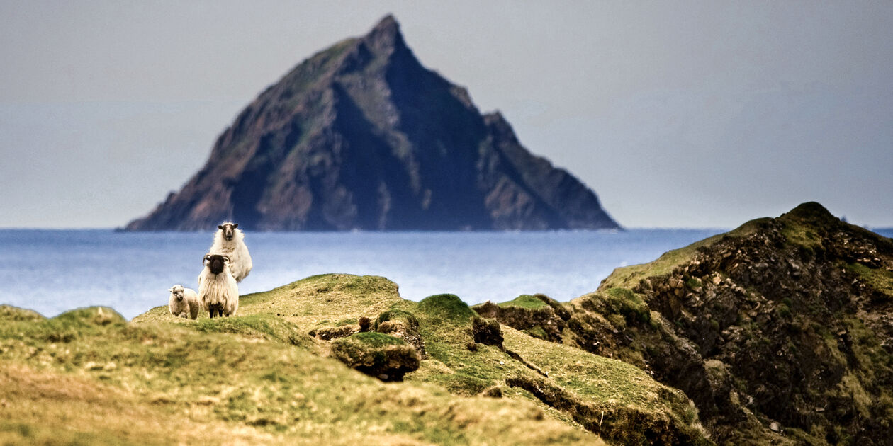 Moutons dans la province de Munster - Irlande