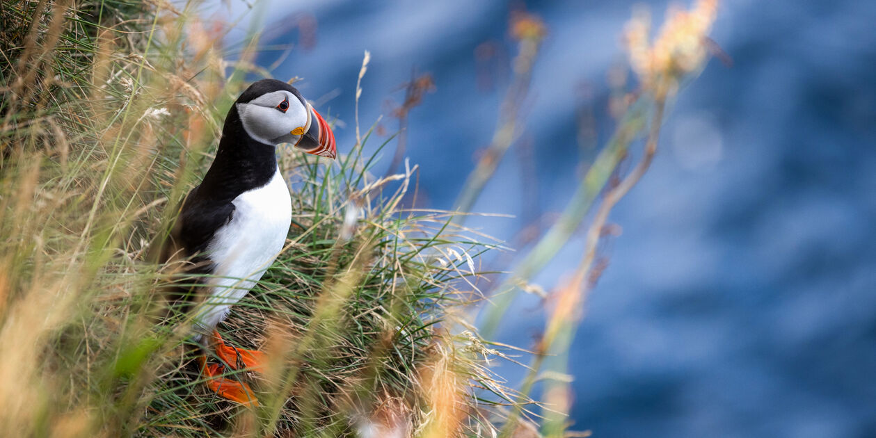 Macareux - Îles Féroé