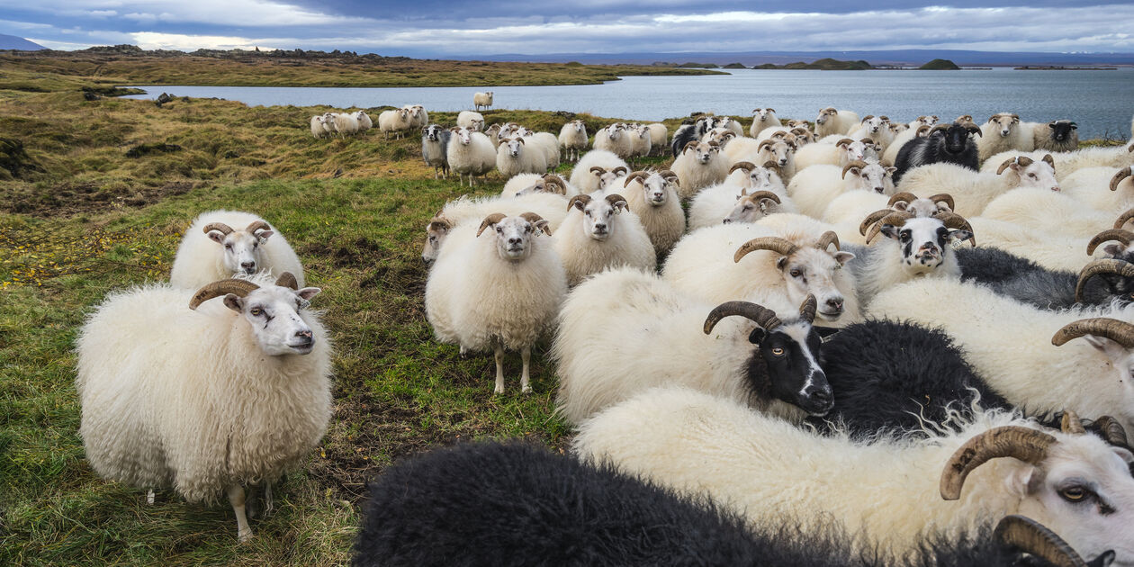 Réttir, la transhumance islandaise - Islande
