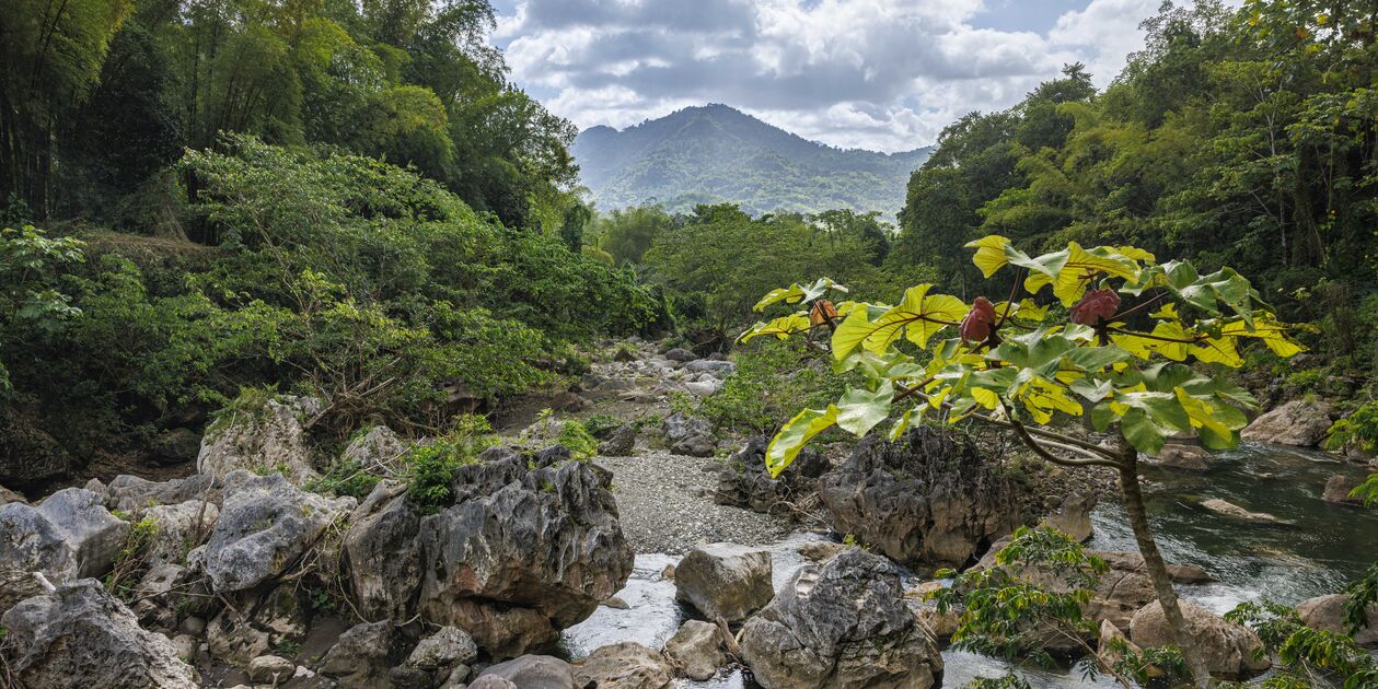 Immersion chez les Marrons - Moore Town - Blue Mountains - Portland - Jamaïque